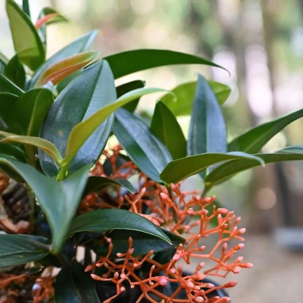 Medinilla Scortechini - Super Rare