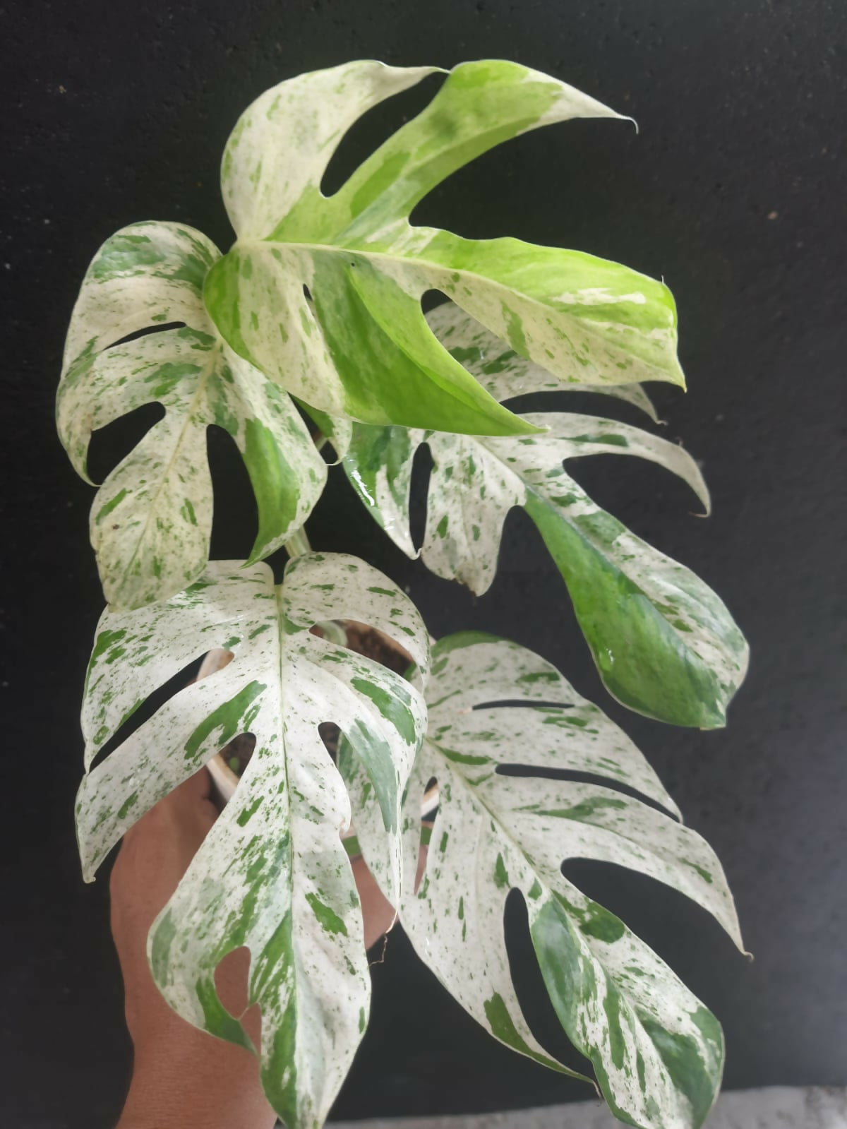 Epipremnum Pinnatum Marble Variegated philodendron