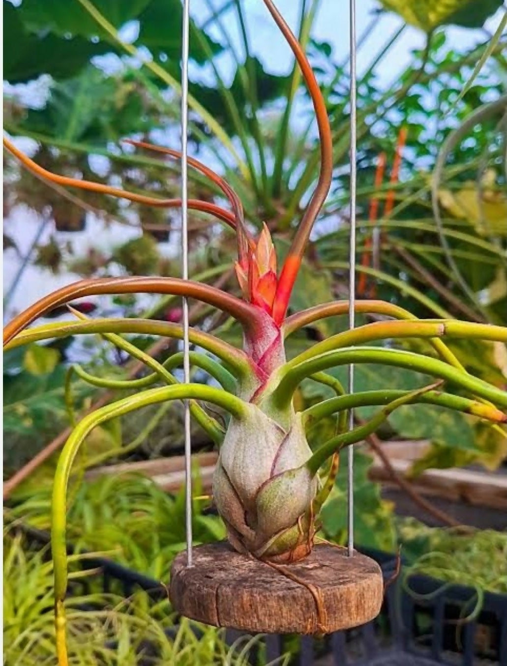 Tillandsia bulbosa- Rare Air Plant- The Lush Flora