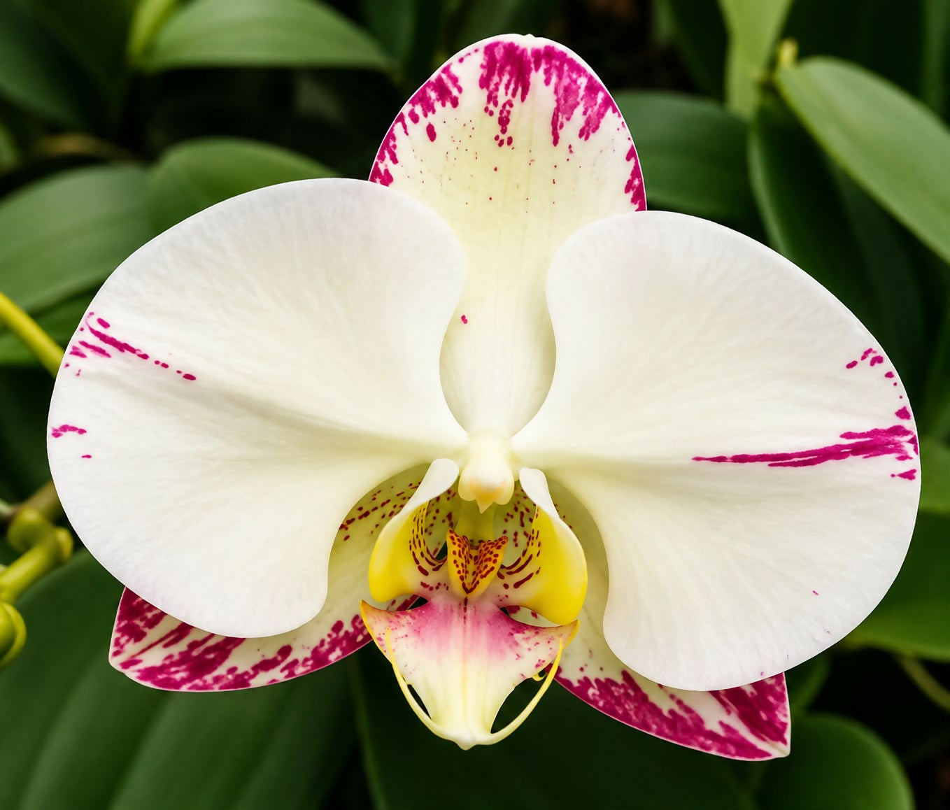 Phalaenopsis-1685