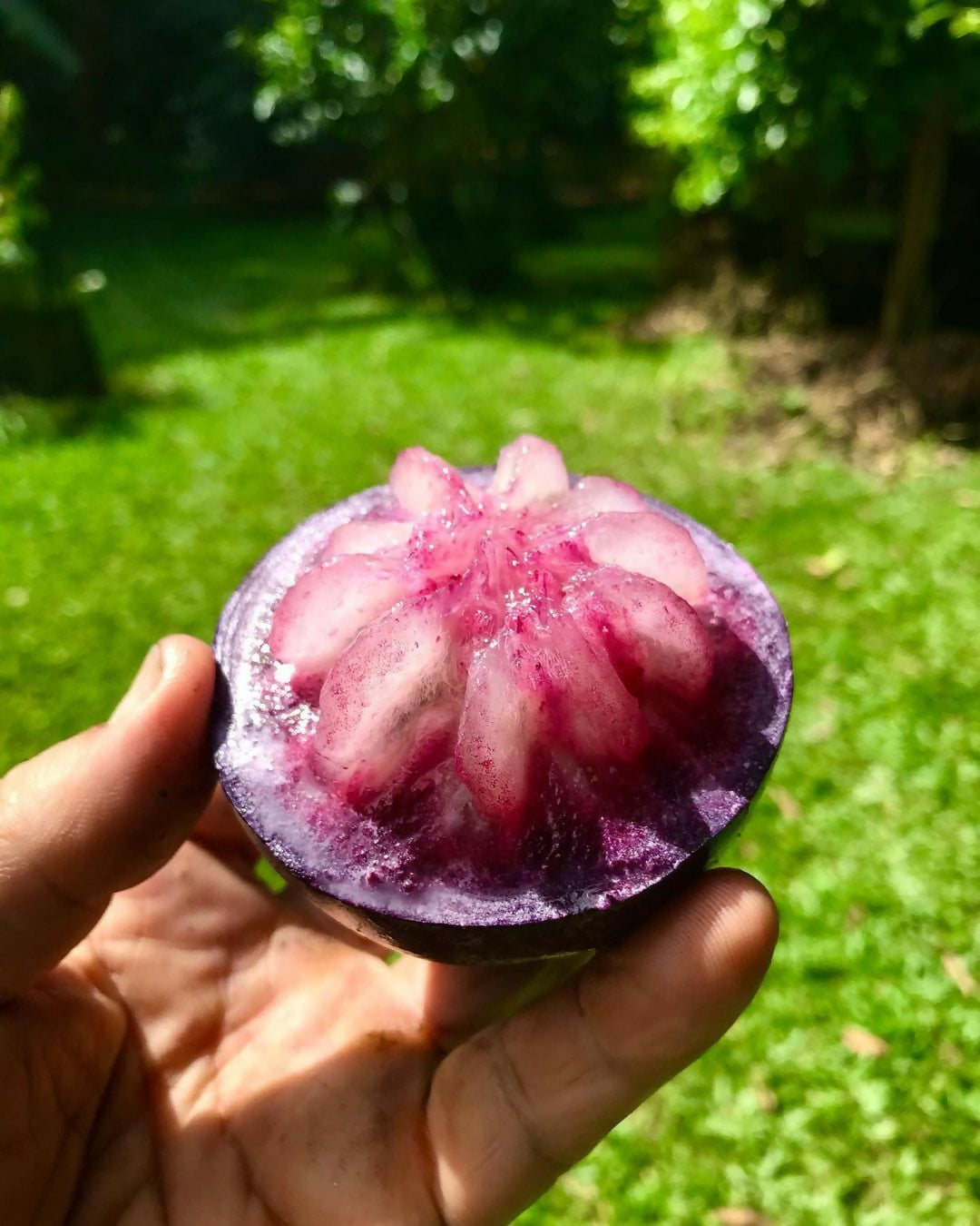 Purple Star Apple Fruit Plant (Chrysophyllum Cainito)