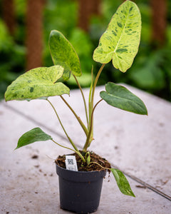 Philodendron Paraisoverde