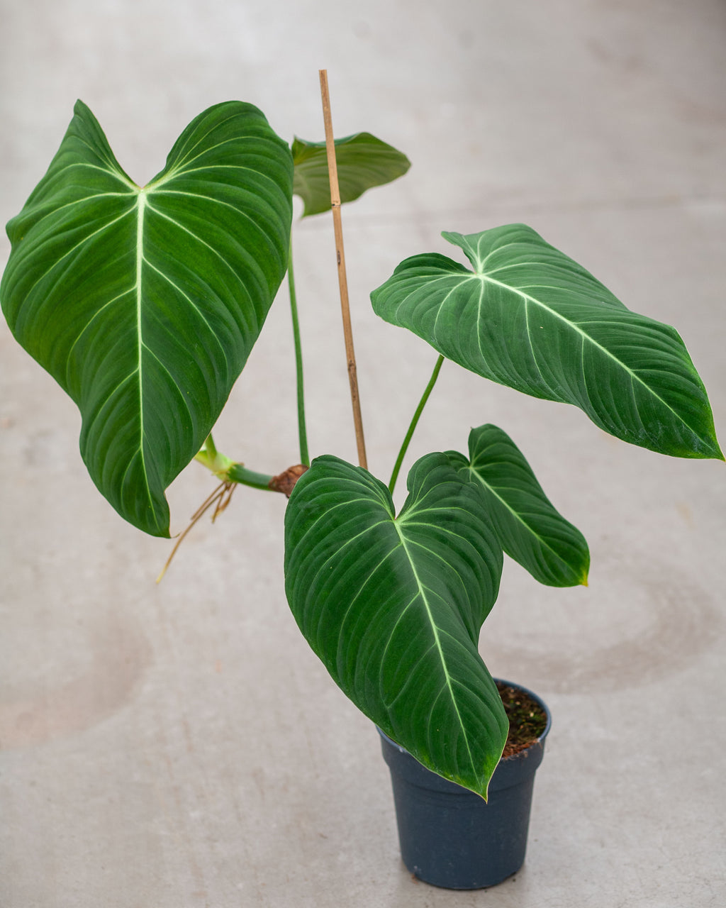 Philodendron Glorious