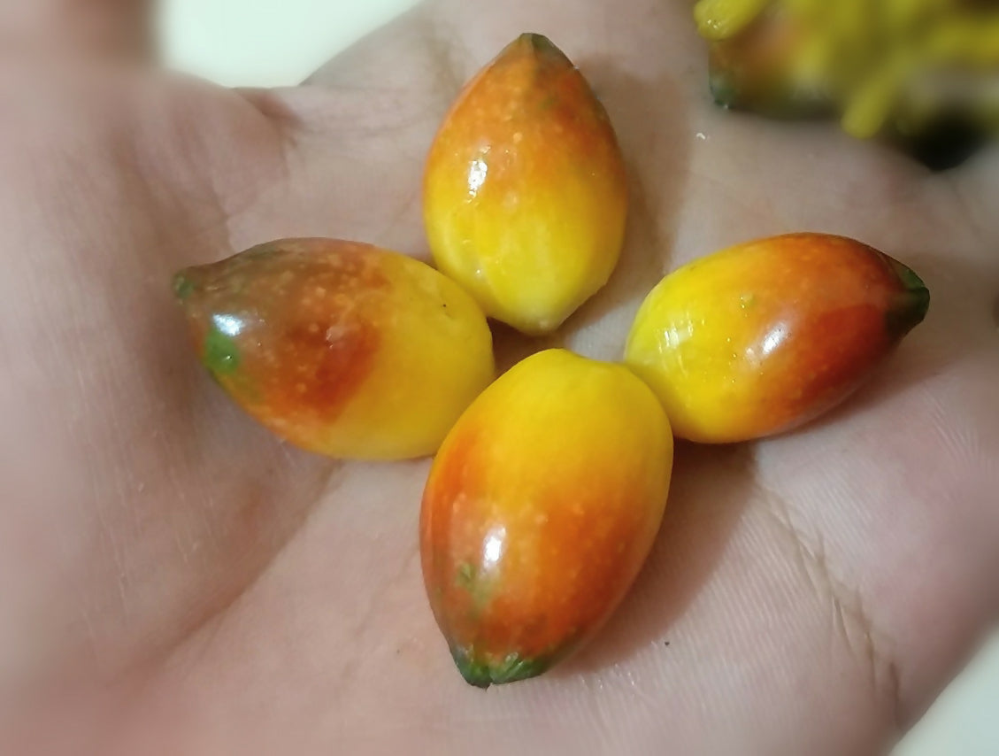 Kesusu Fruit Plants (Prainea Limpato)