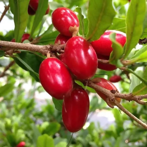 Miracle Fruit Plants (Synsepalum Dulcificum)