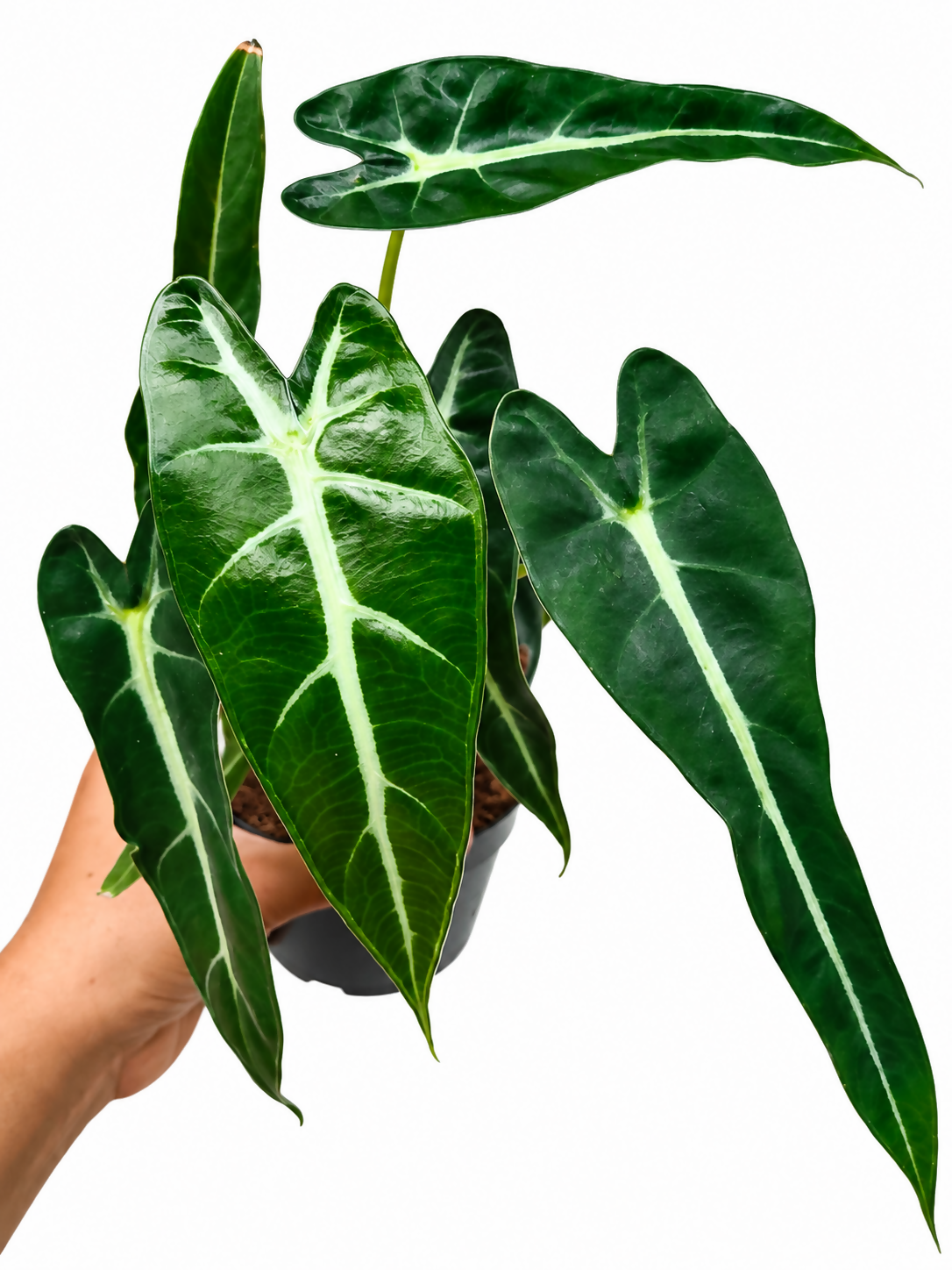 Alocasia Bambino- Tropical house plant-The Lush Flora