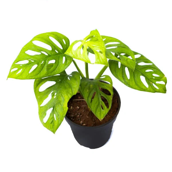 Monstera adansonii, Broken Heart Plant, Swiss Cheese Vine