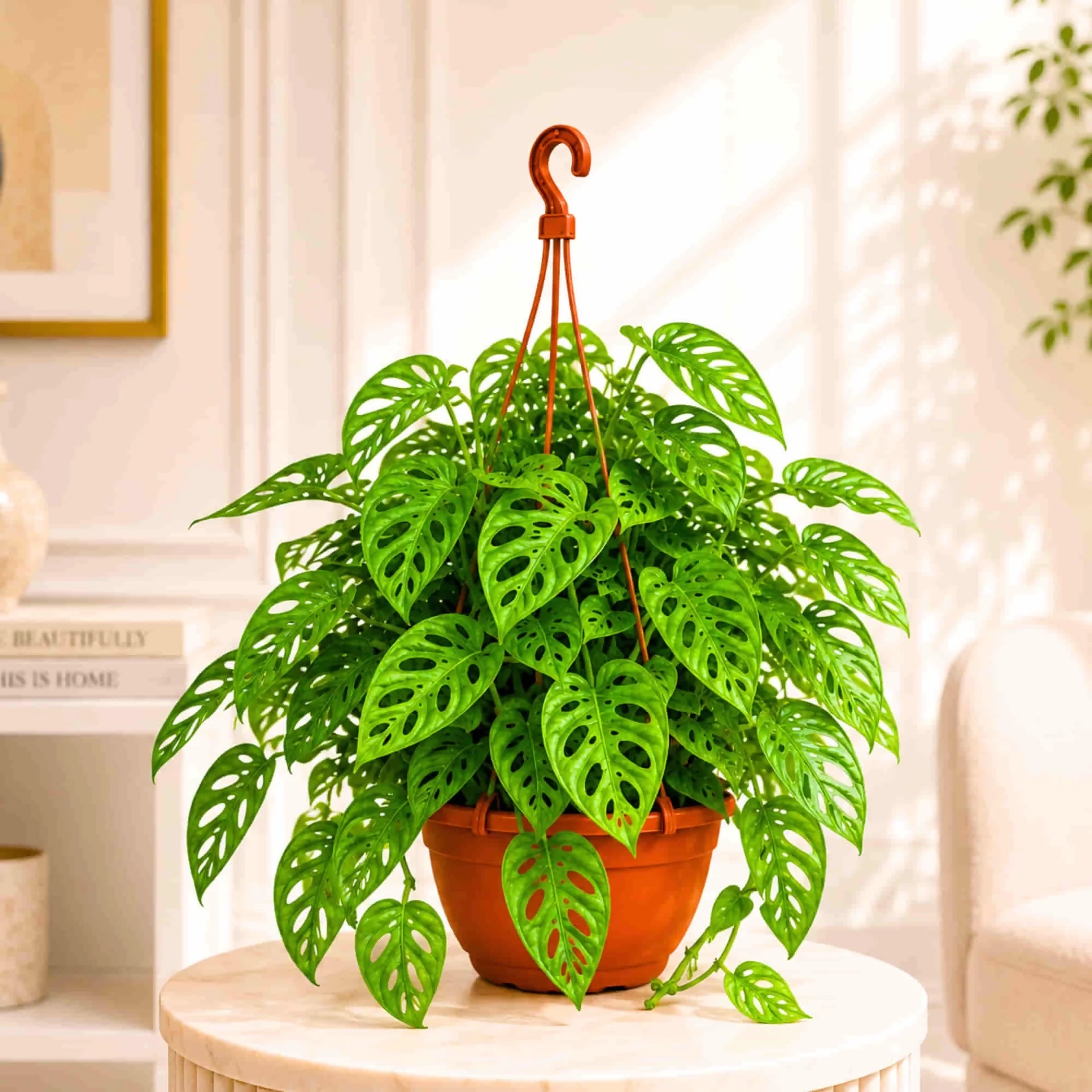 Monstera adansonii (Broken heart)