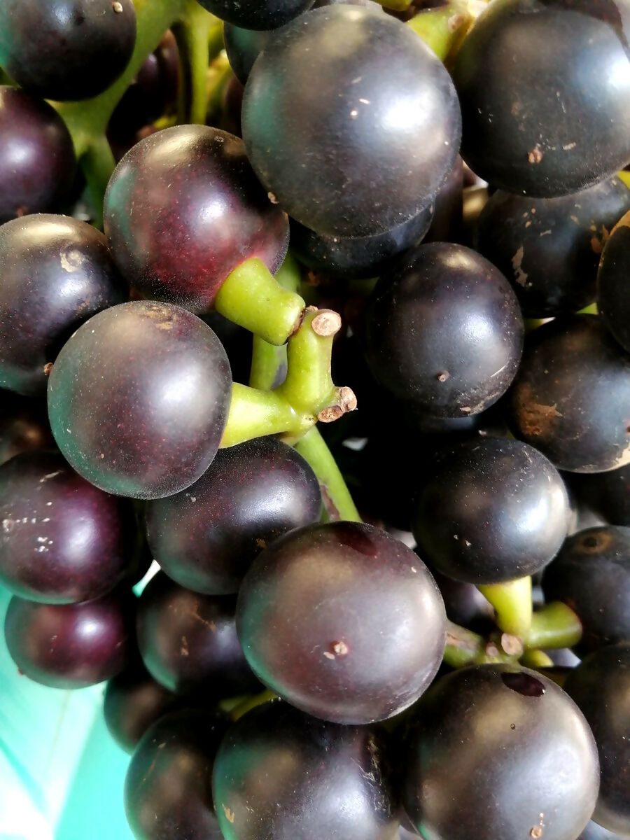 Amazon Tree Grape Fruit Plants (Pourouma Cecropiifolia)