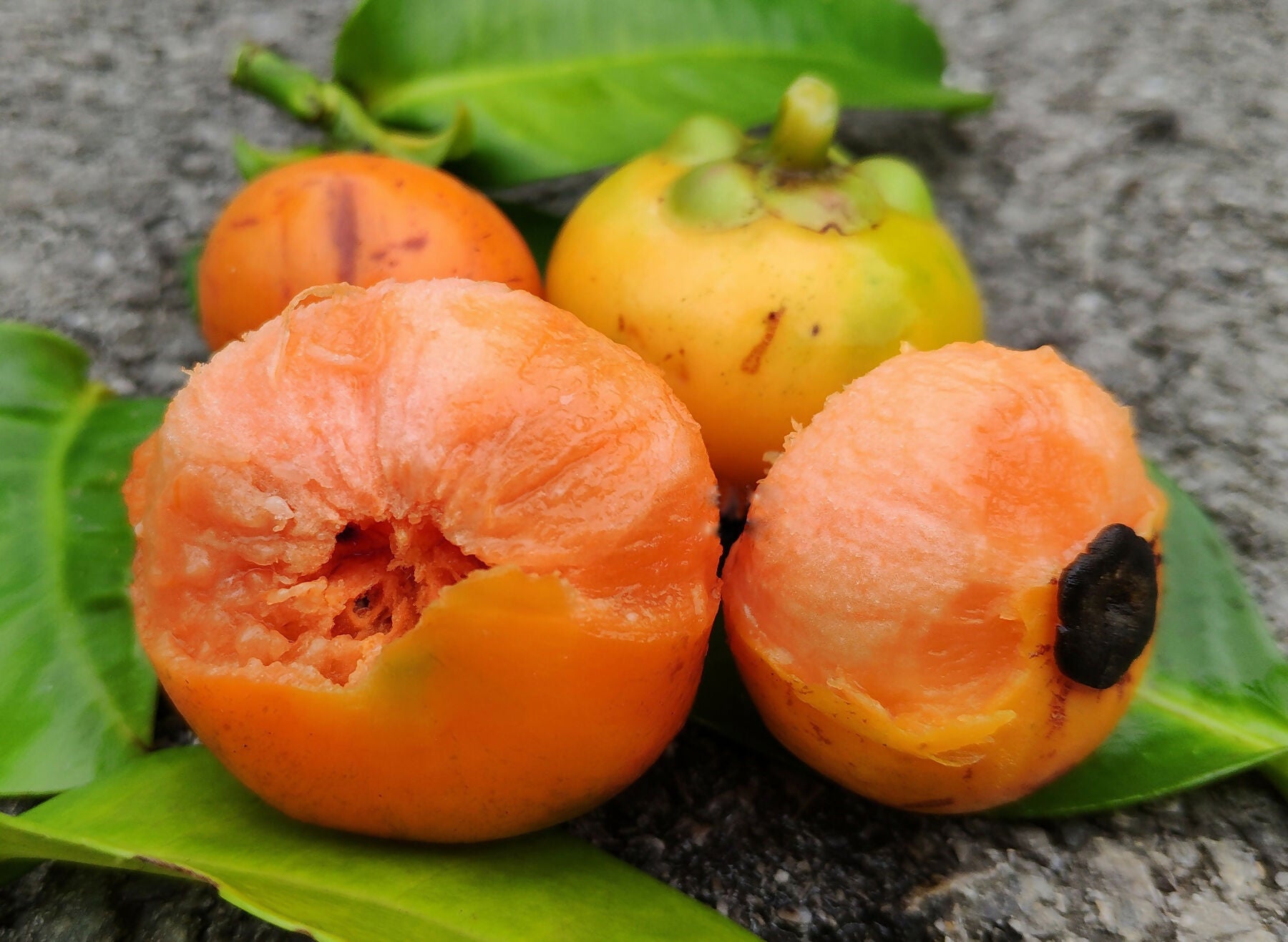 Button Mangosteen Fruit Plant (Garcinia prainiana)