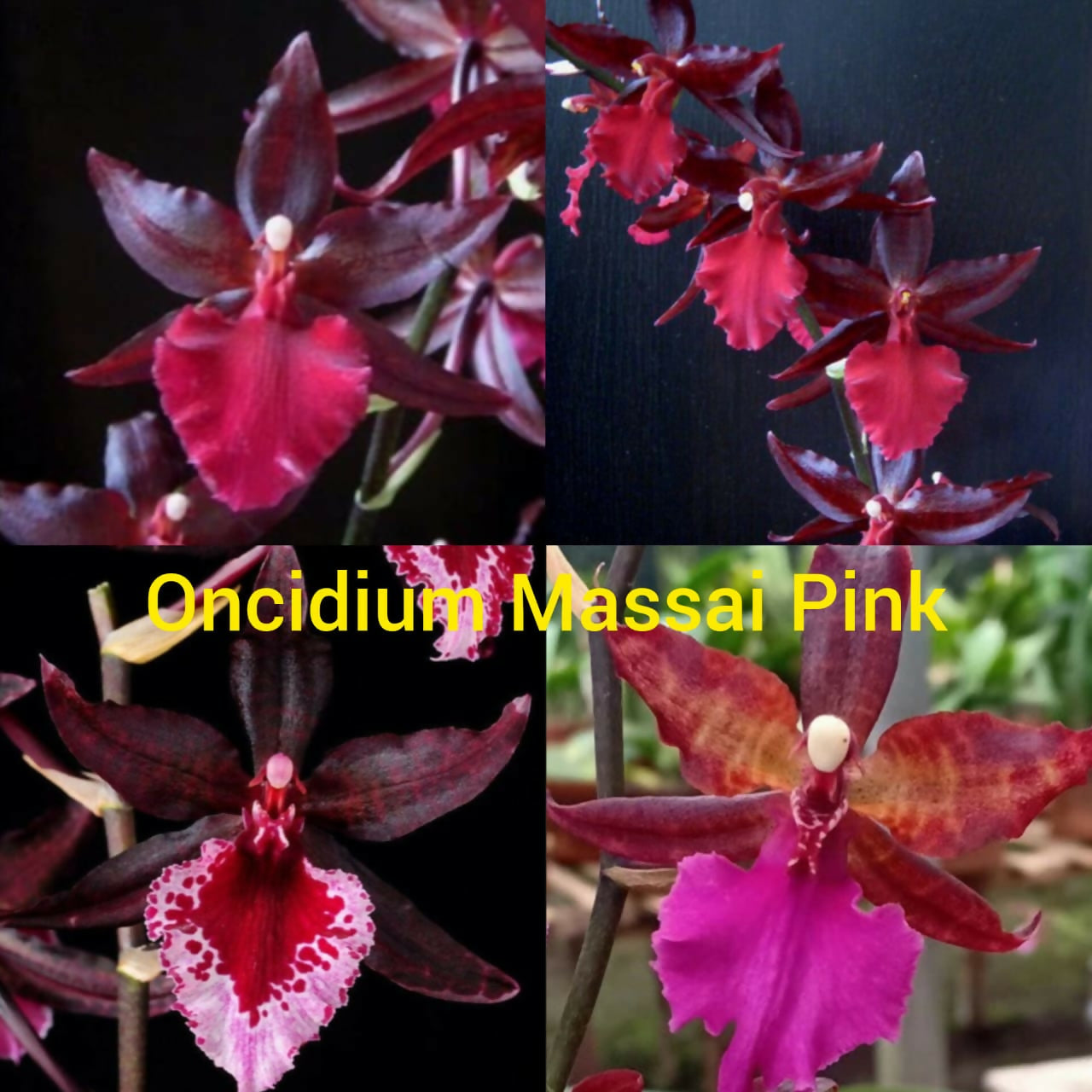 Oncidium Orchids massai Pink
