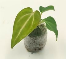 Anthurium carla black hybrid