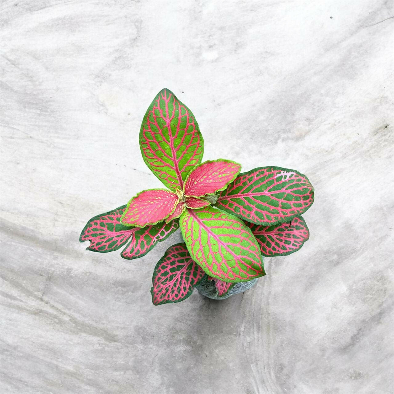 Fittonia-7 plants combo- Jiffy sized