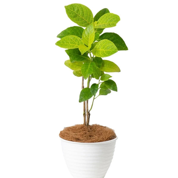 Golden Net-Bush | Pseuderanthemum Reticulatum plant