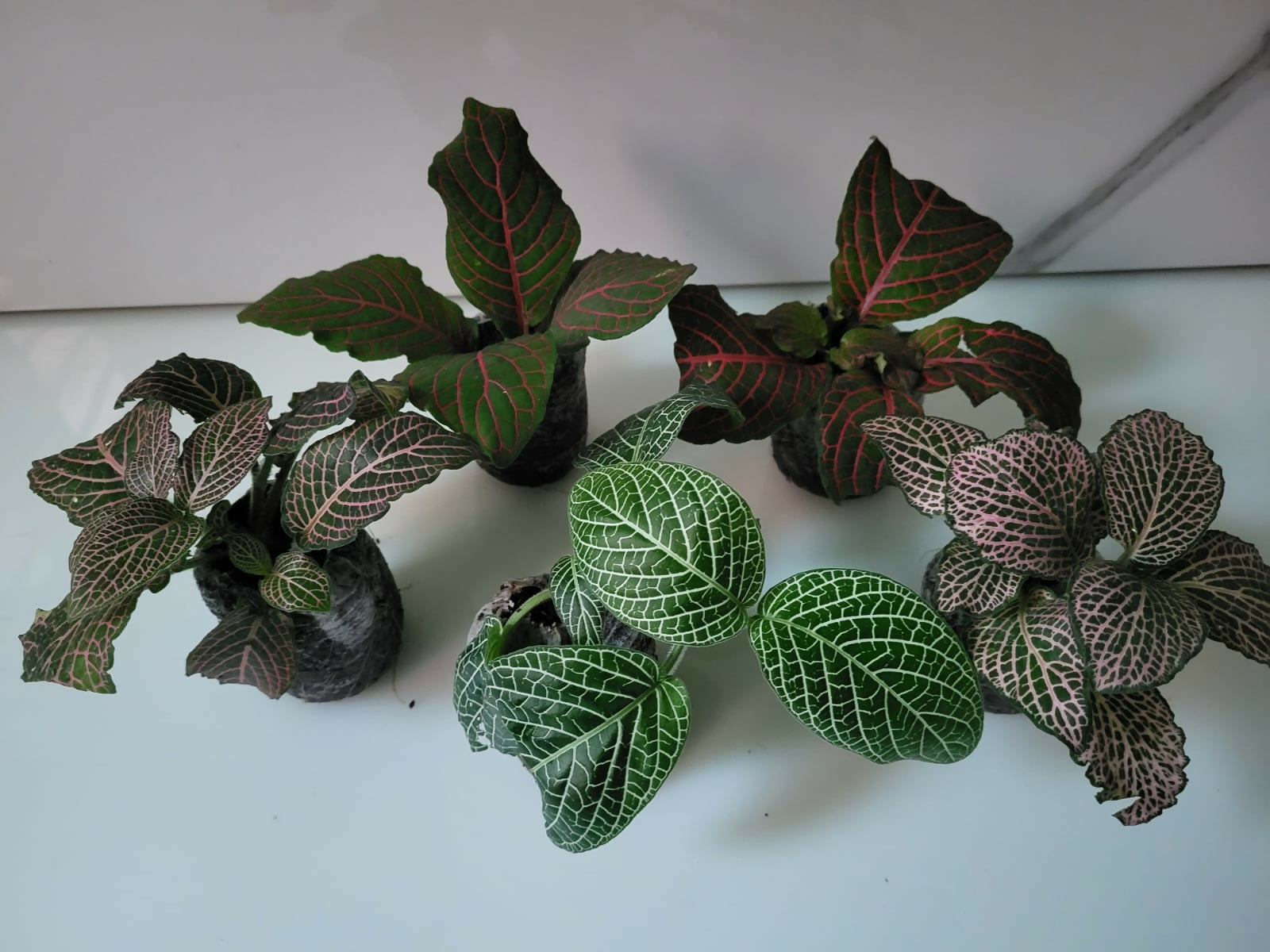Close-up of Fittonia Nerve Plant 'Pink Star' with striking pink veins