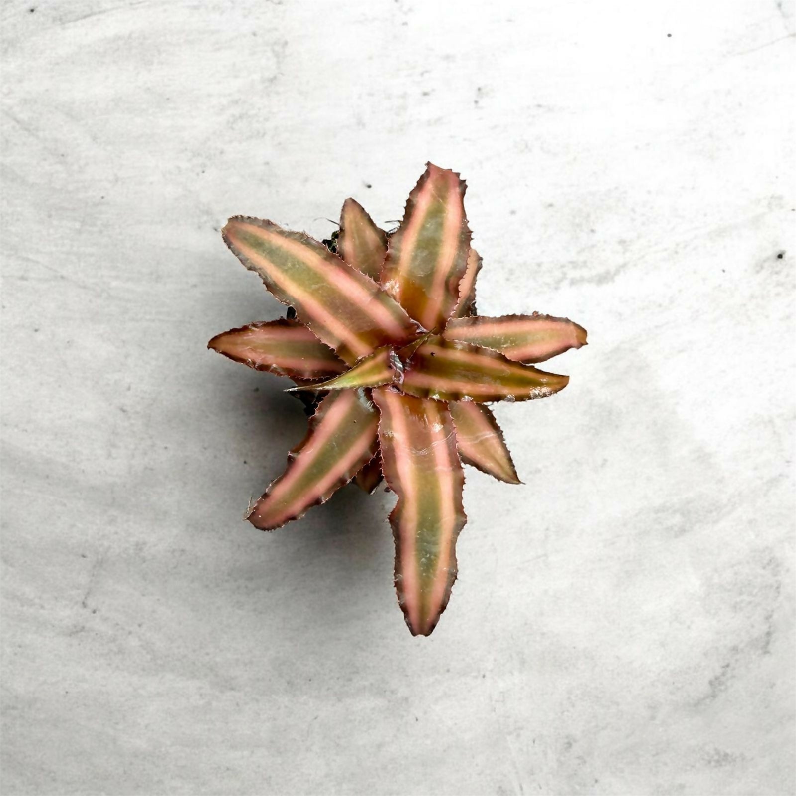 Cryptanthus combo- Jiffy sized