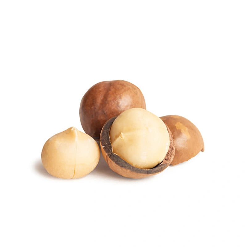 Macadamia Nut Plant - Premium Nut Tree - Keyfarm Wayanad