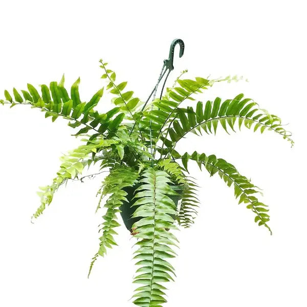 Macho Fern (Nephrolepis Biserrata) Giant Fern