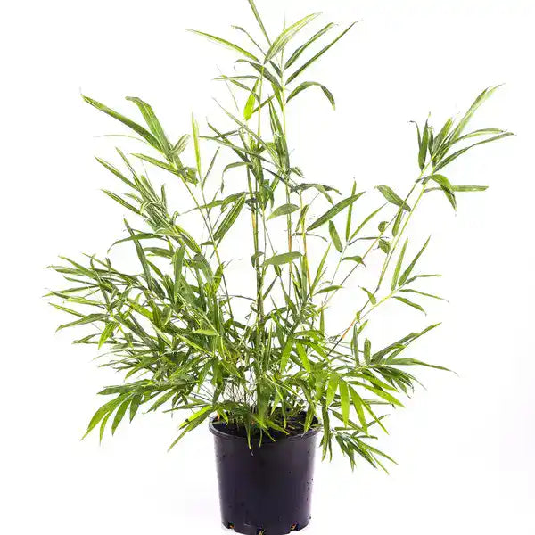 Bambusa glaucophylla - Malay Dwarf Variegated Bamboo
