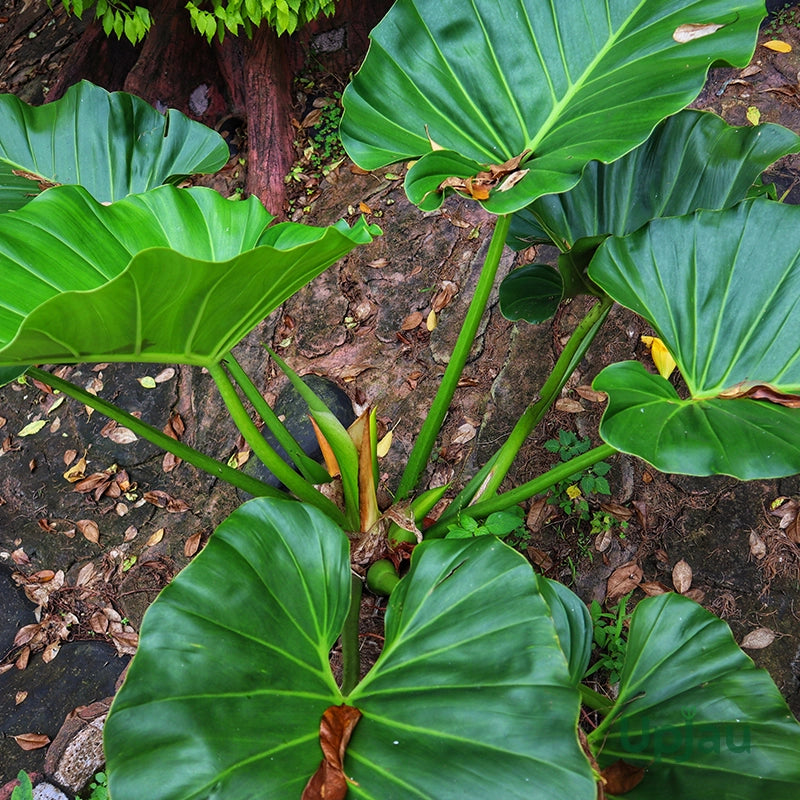 Philodendron Giganteum