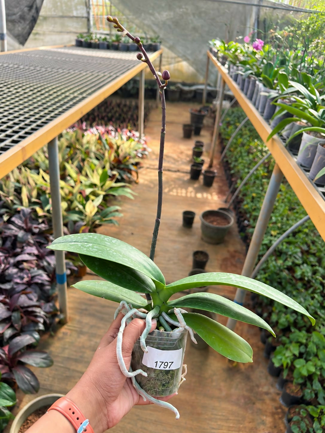 Phalaenopsis-1797