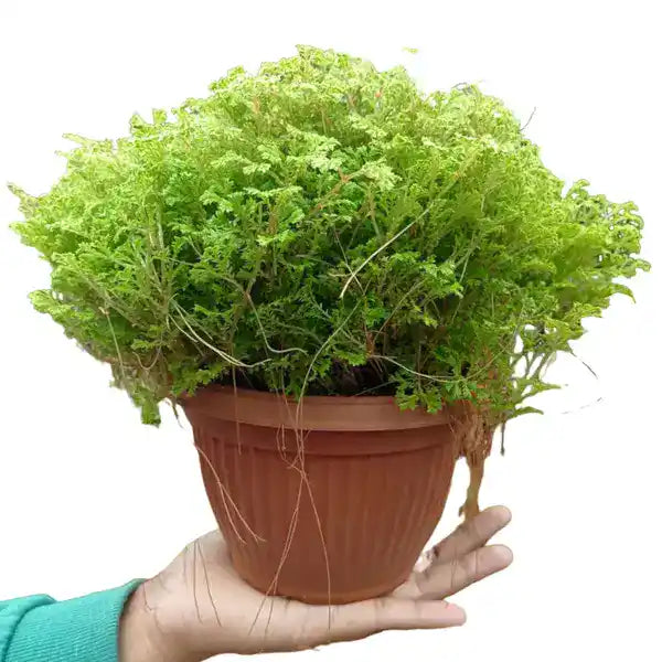Selaginella Apoda, Coral Fern Plant