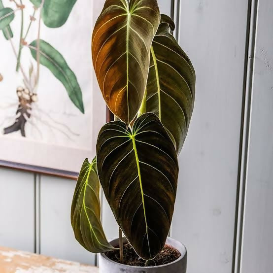 Philodendron melanochrysum