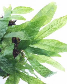 Dwarf Java Fern/ Microsorum Pteropus 'Dwarf Green Gnome' (Pot)