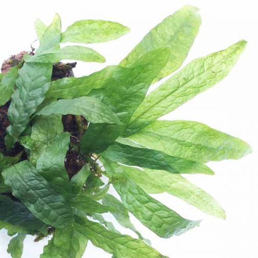Dwarf Java Fern/ Microsorum Pteropus 'Dwarf Green Gnome' (Pot)