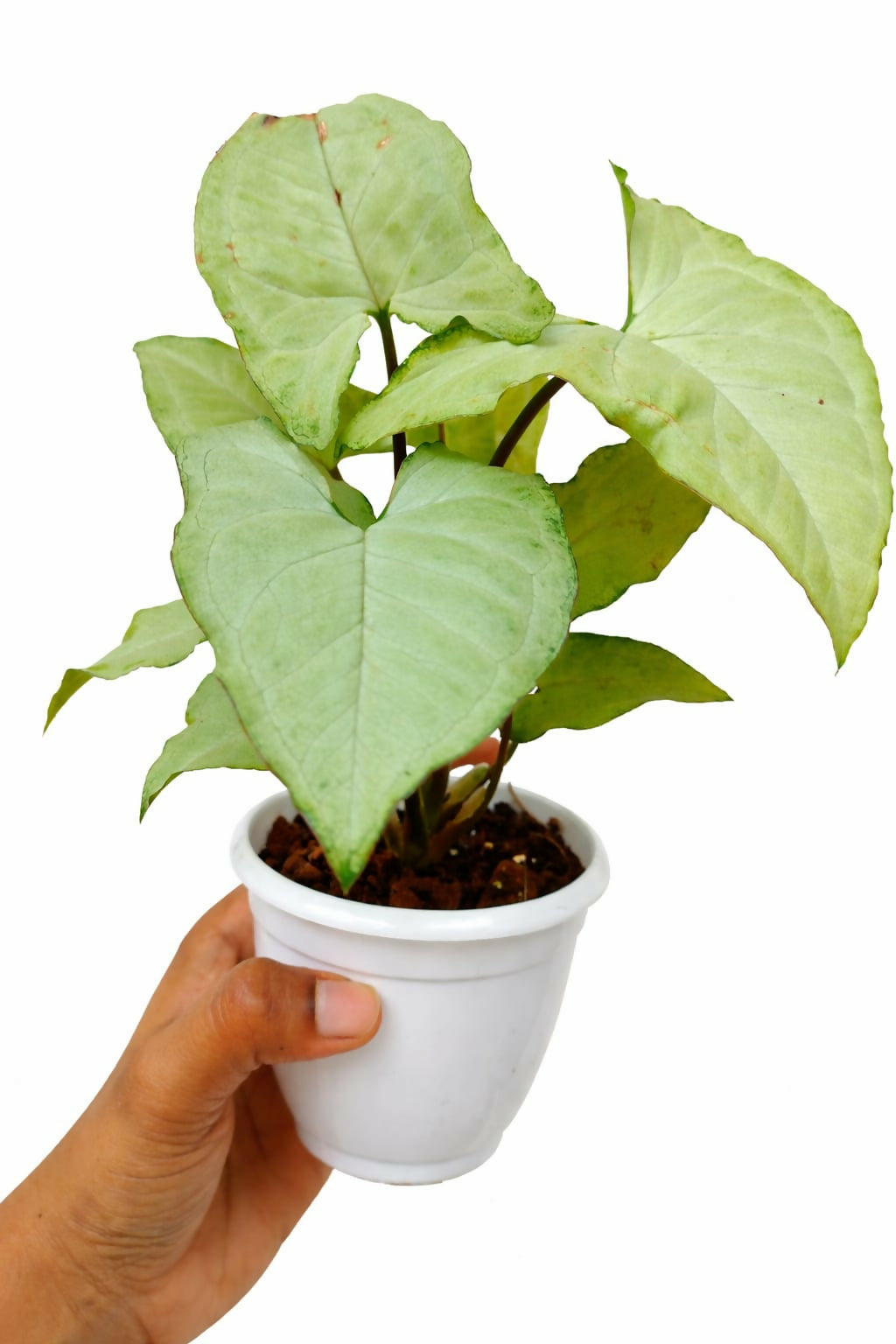 Syngonium White Butterfly