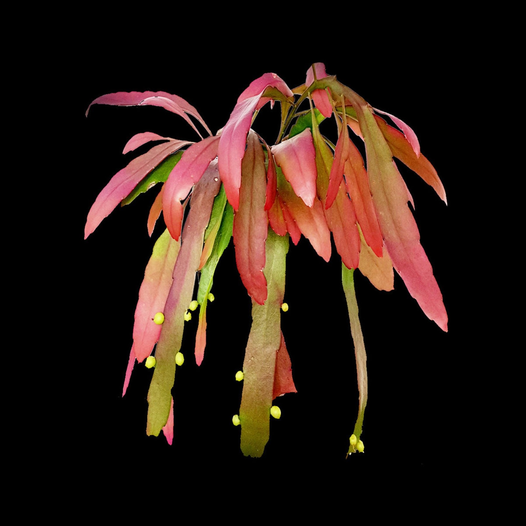 Pseudorhipsalis healthy live foliage plant – Foliages India