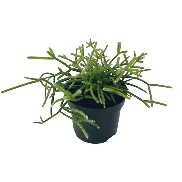 Mistletoe Cactus (Rhipsalis Baccifera)