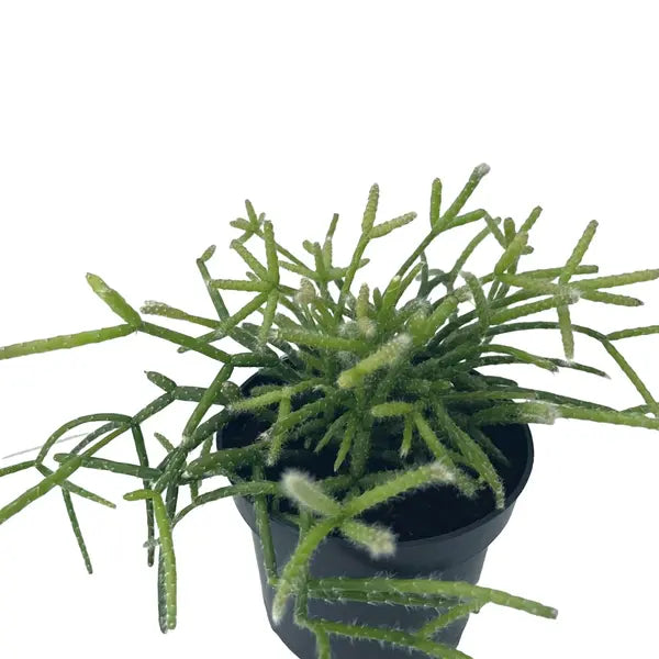 Mistletoe Cactus (Rhipsalis Baccifera)