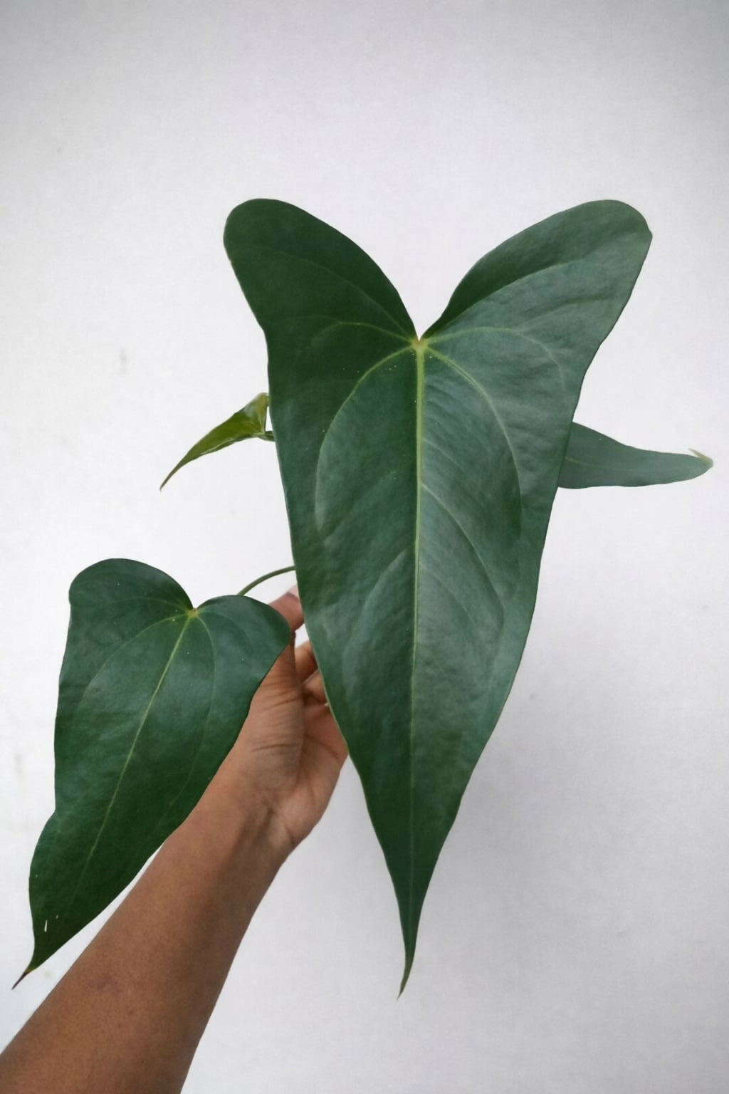 Anthurium Subsignatum - Rare – Foliages.in
