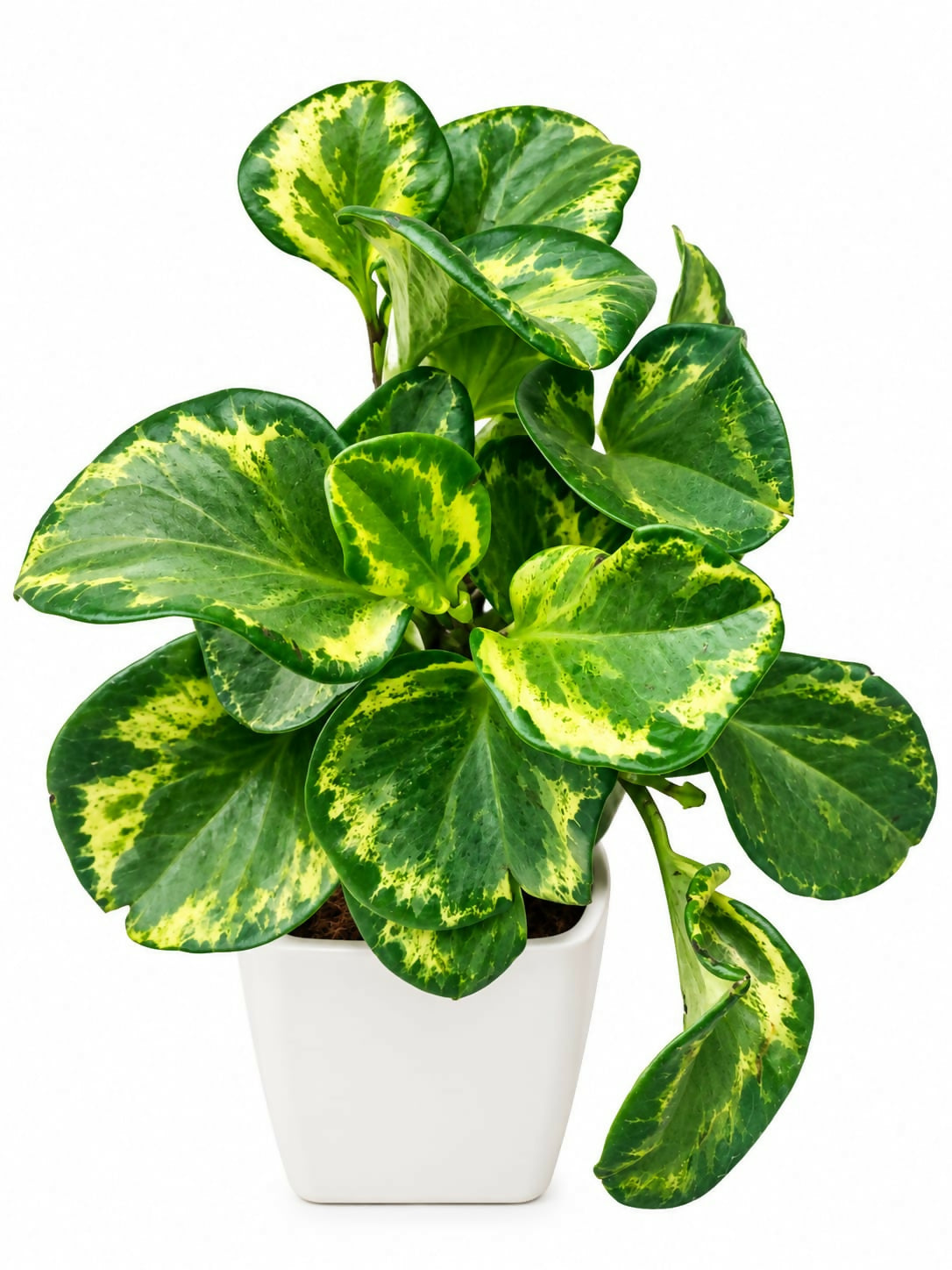 Peperomia obtusifolia ‘Golden Gate’- Bushy indoor plant