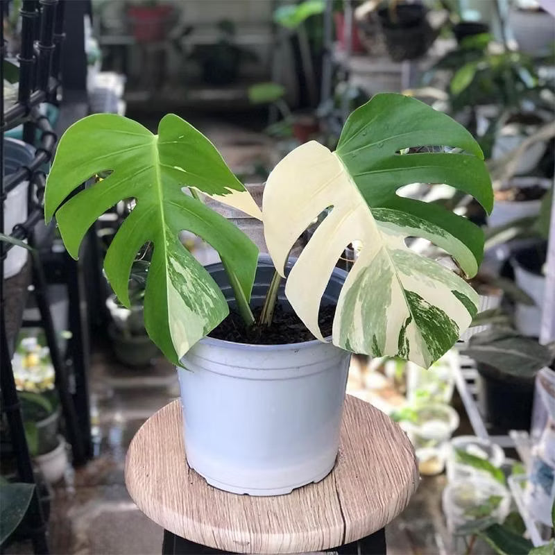 Variegated Monstera Albo Variegated White collector plant – Monstera deliciosa rare houseplant – Foliages.in