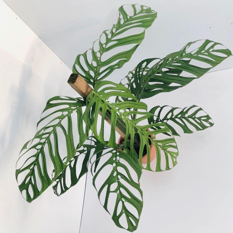 Philodendron Esqueleto