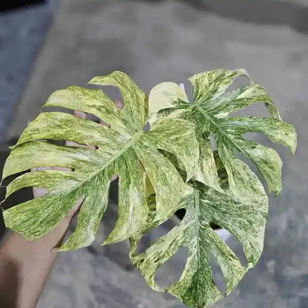 Monstera Deliciosa Legacy Variegated - Super Rare