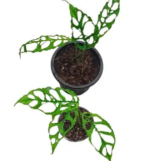 Monstera Obliqua - Rare