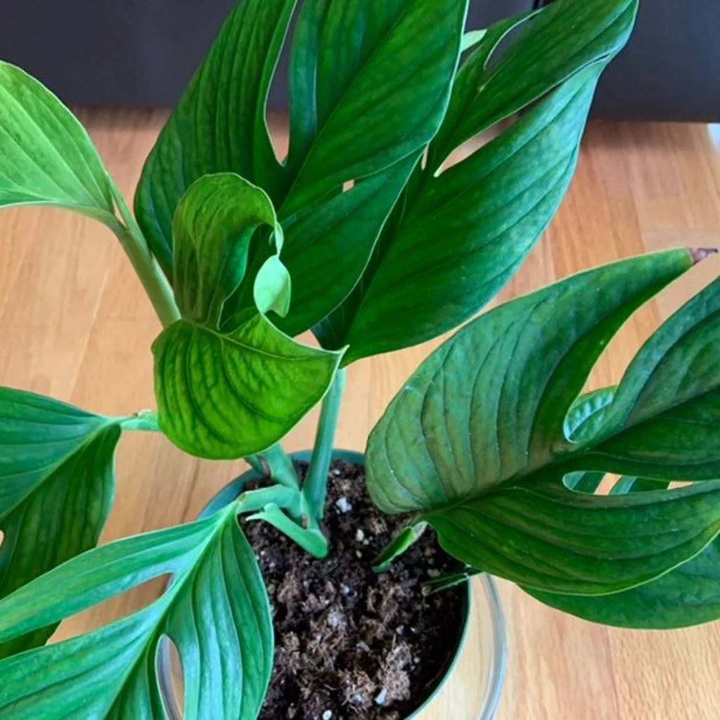 Philodendron Pinnatipartita