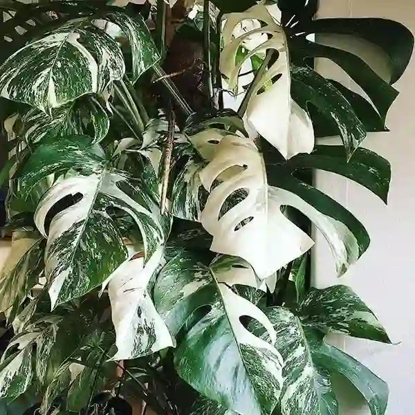 Monstera Albo