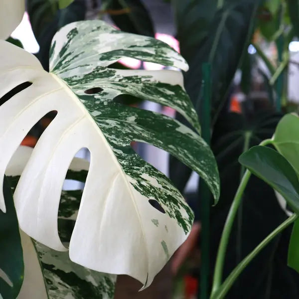 Monstera Albo