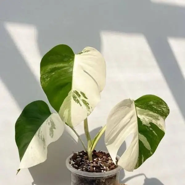 Monstera Albo