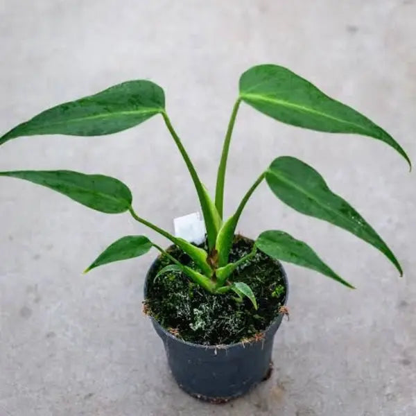 Monstera Burle Marx Flame