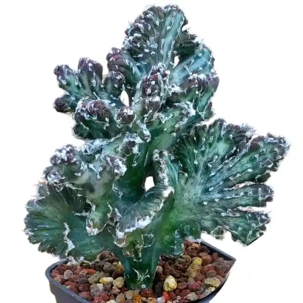 Monvillea speguzzinii cristata