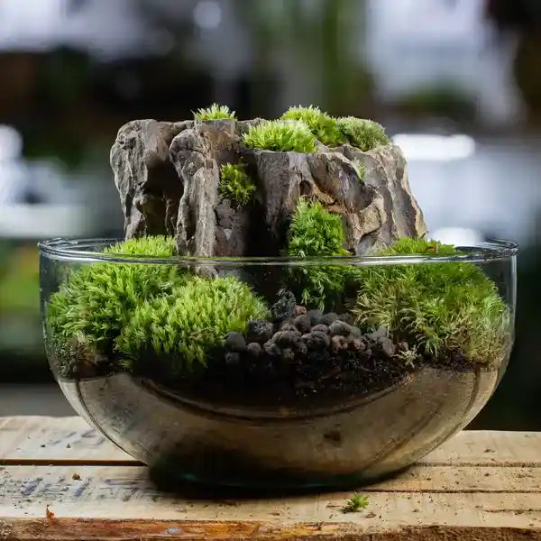 Trichocolea Tomentella Moss - Terrarium Moss