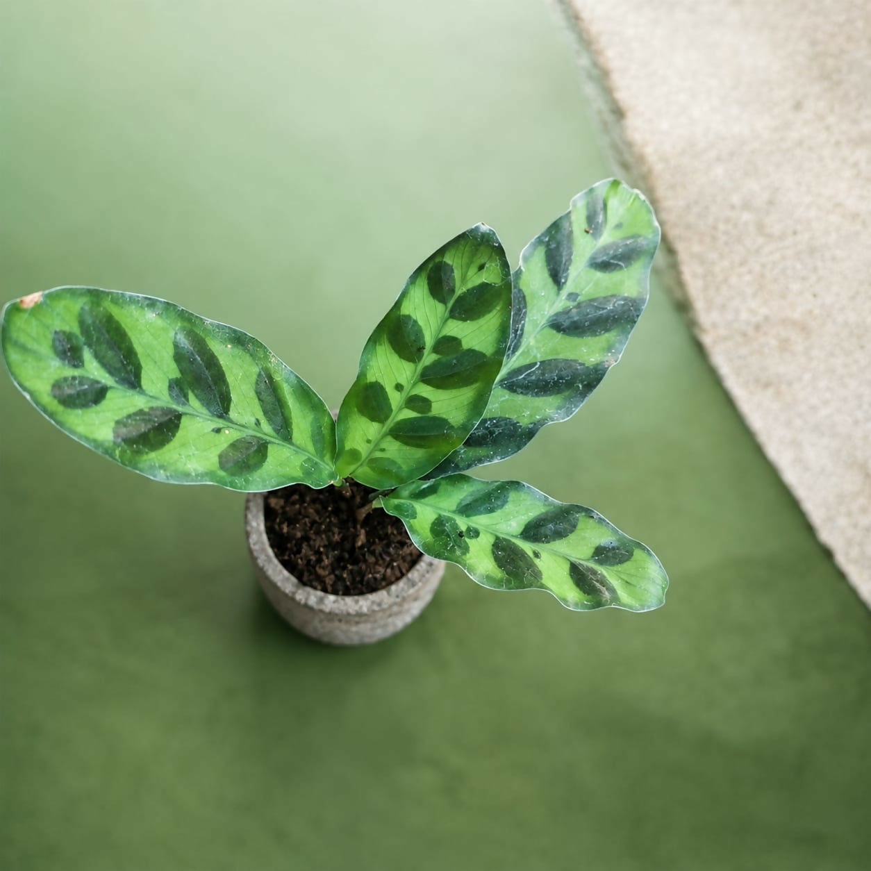 Calathea Rattlesnake –Jiffy sized