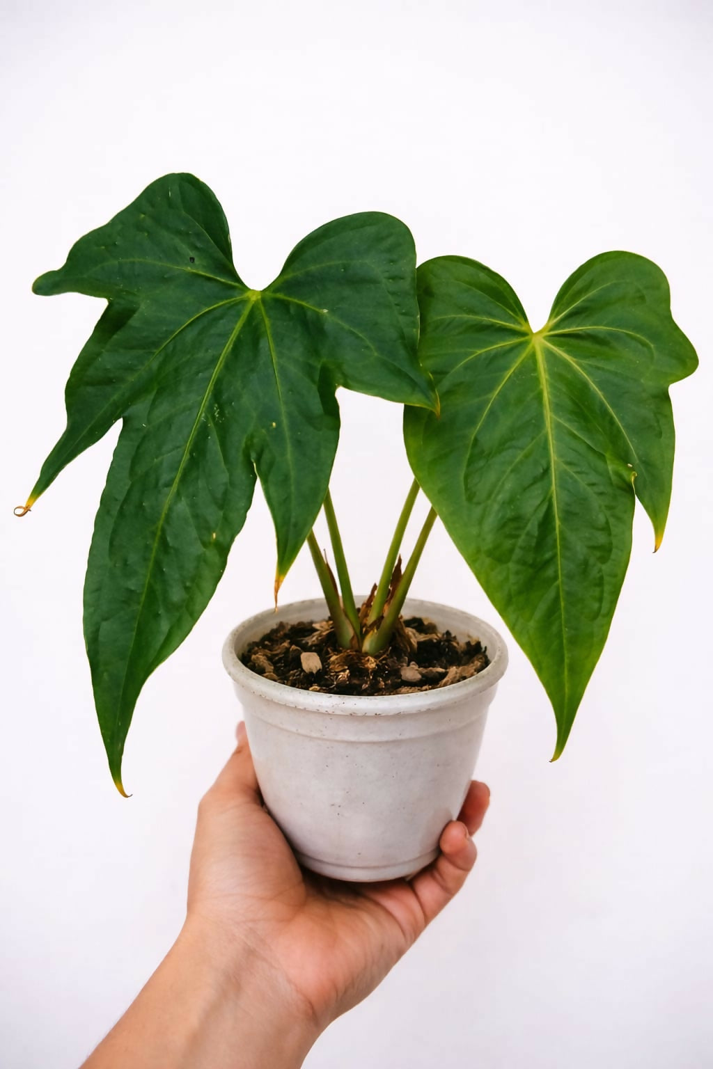 Anthurium Pedatoradiatum