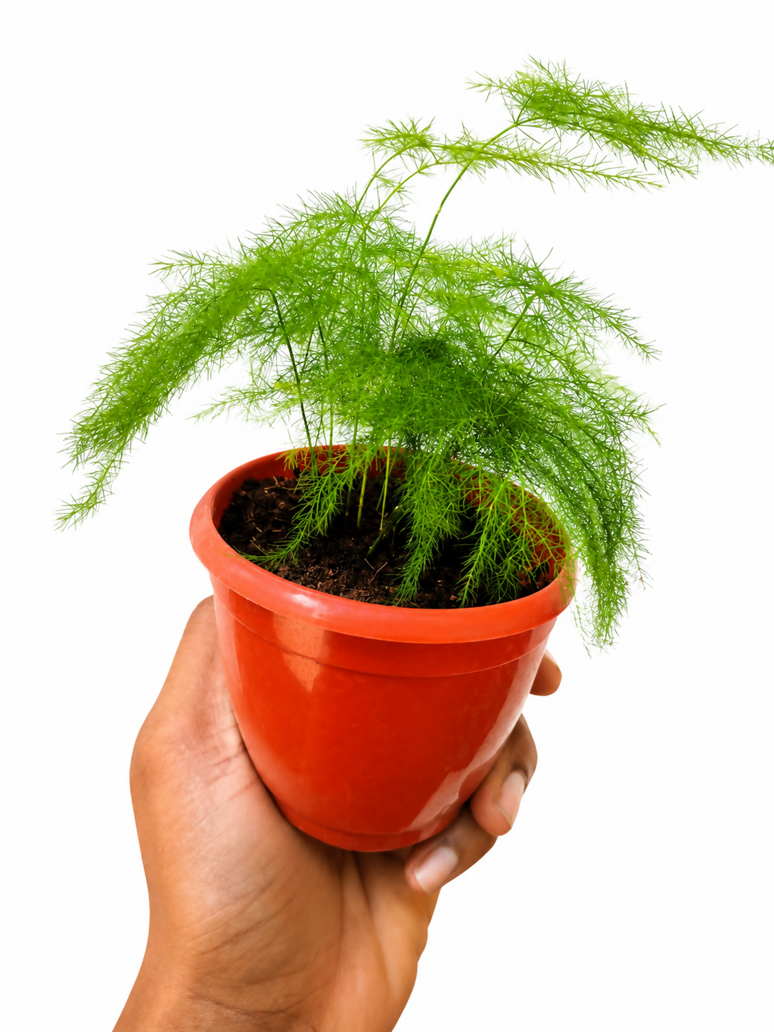 Evergreen or Asparagus Plumosus fern
