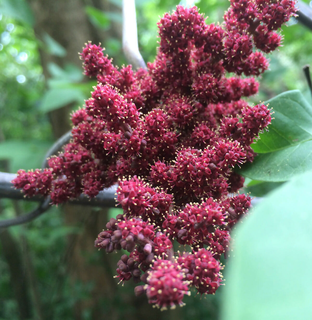 Cambodian Wild Grape Live Plant (Ampelocissus martini)